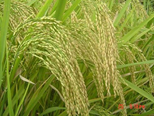 ��(y��u)��22-ˮ���N��-�зN���F(tu��n)