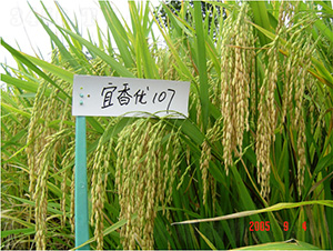 宜香107-水稻種子-中種集團(tuán)