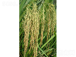 ��(l��)��(y��u)107-ˮ���N��-�зN���F(tu��n)