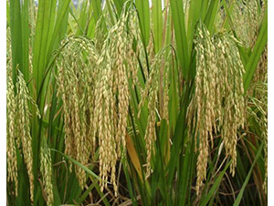 宜香優(yōu)208-水稻種子-中種集團