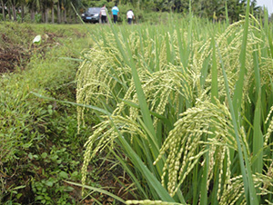 ��II��(y��u)4671-ˮ���N��-�зN���F