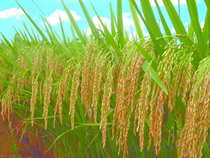 ��(y��u)��2̖-ˮ���N��-�зN���F