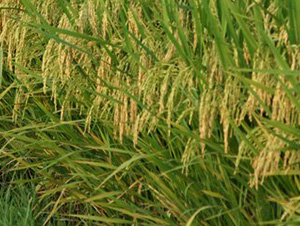 C�Ƀ�(y��u)4418-ˮ���N��-�зN���F