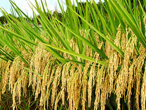 ʢ̩��(y��u)722-ˮ���N��-�зN���F(tu��n)