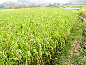 ʢ̩��(y��u)9712-ˮ���N��-�зN���F(tu��n)