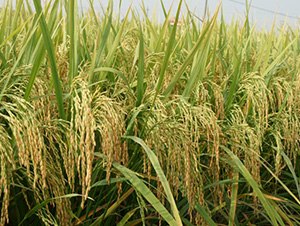 ����(y��u)9264-ˮ���N��-�зN���F(tu��n)