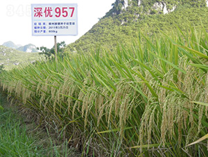 �(y��u)957-ˮ���N��-�зN���F(tu��n)