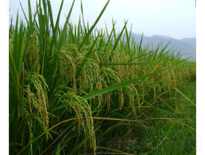 �˃�(y��u)673-ˮ���N��-�зN���F(tu��n)