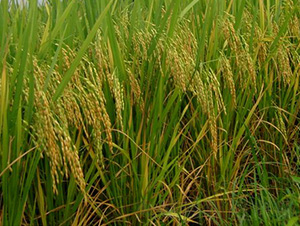 ����(y��u)458-ˮ���N��-�зN���F(tu��n)