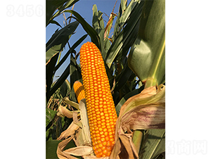 �x��73̖(h��o)-���׷N��-�f����r(n��ng)