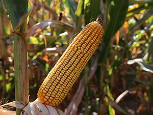 ��1403-���׷N��-�f����r(n��ng)