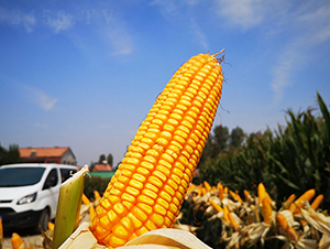 ��123-���׷N��-�f����r(n��ng)