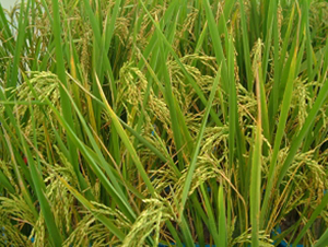 ����(y��u)��28-ˮ���N��-�ػͷN�I(y��)