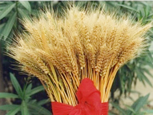 ԥ��69̖(h��o)-С���N��-�ػͷN�I(y��)