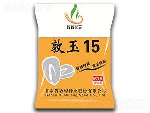 敦玉15-玉米種子-敦煌種業(yè)