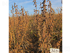 ���r(n��ng)42-�󶹷N��-���ƷN�I(y��)