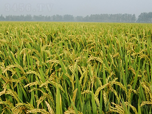 �Ŵ1̖(h��o)-ˮ���N��-��N�I(y��)