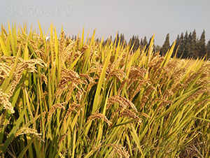 �Ŵ1116-ˮ���N��-��N�I(y��)