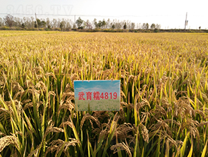 ����Ŵ4819-ˮ���N��-��N�I(y��)