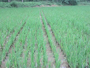 ����1A-ˮ���N��-�t��N�I(y��)