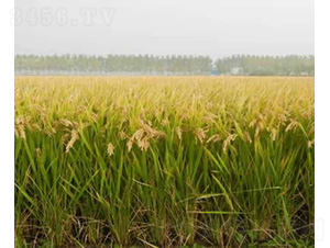 ����5̖(h��o)-ˮ���N��-�t��N�I(y��)