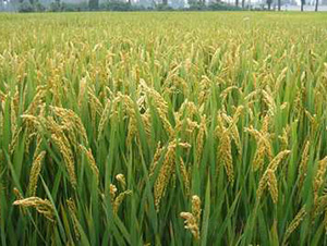 �Ͼ�5055-ˮ���N��-�t��N�I(y��)