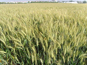 �Pݗ��17-С���N��-������