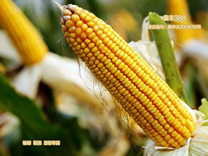 ���S388-���׷N��-���S�N�I(y��)