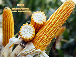 ���S3̖(h��o)-���׷N��-���S�N�I(y��)