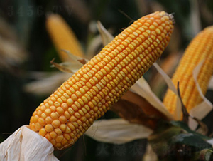 ���S5̖(h��o)-���׷N��-���S�N�I(y��)