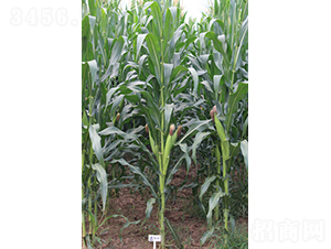 ����148-���׷N��-���S�N�I(y��)