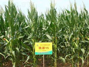 �FԴ15̖(h��o)-���׷N��-���S�N�I(y��)