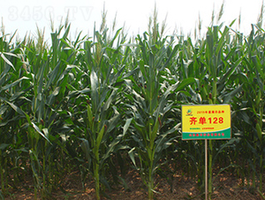 �R��128-���׷N��-���S�N�I(y��)