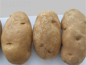 布爾班克-土豆種子-民豐種業(yè)