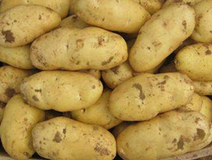 冀張薯12號-土豆種子-民豐種業(yè)