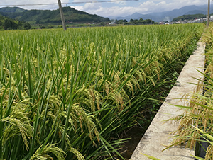 T�Ƀ�(y��u)164-ˮ���N��-�����N�I(y��)