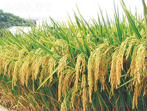 ���d�Ƀ�(y��u)164-ˮ���N��-�����N�I(y��)