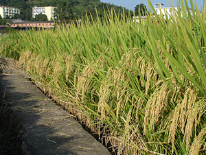 �؃�(y��u)��ռ-ˮ���N��-�����N�I(y��)