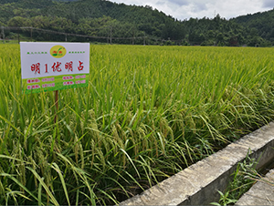 ��1��(y��u)��ռ-ˮ���N��-�����N�I(y��)