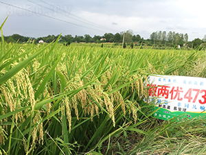 �ՃɃ�(y��u)473-ˮ���N��-Ԭ�Z