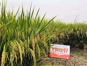 Y�Ƀ�(y��u)17-ˮ���N��-Ԭ�Z