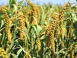 ԥ��48-���ӷN��-���(y��ng)�r(n��ng)��