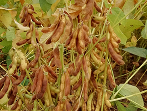 安豆5240-大豆種子-安陽農(nóng)科