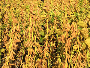 安豆109-大豆種子-安陽(yáng)農(nóng)科