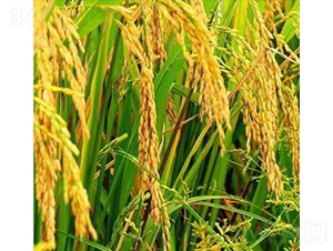 ����(y��u)����-ˮ���N��-�Aï�߿�