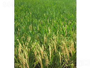 ���Ƀ�(y��u)109-ˮ���N��-�Aï�߿�