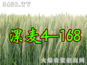 ꖹ�����4-168