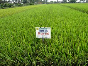 D��(y��u)527-ˮ���N��-���C�N�I(y��)