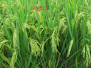 G��(y��u)217-ˮ���N��-���C�N�I(y��)