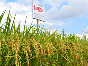 ̩�S��(y��u)3301-ˮ���N��-���C�N�I(y��)